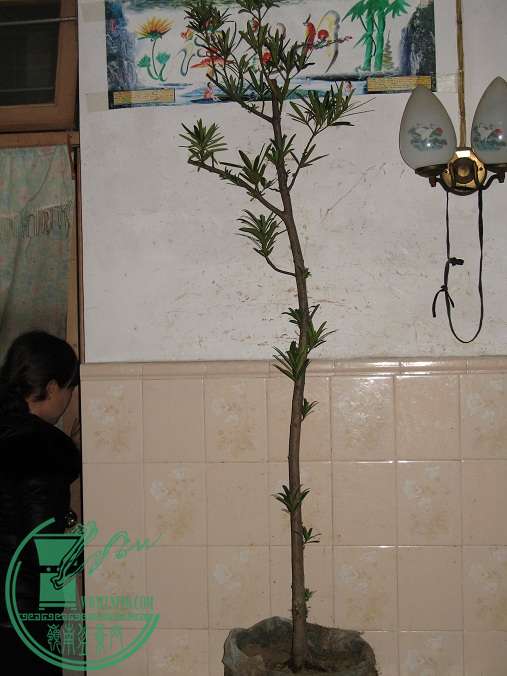 031.JPG