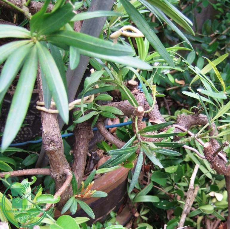 DSCF6620.JPG