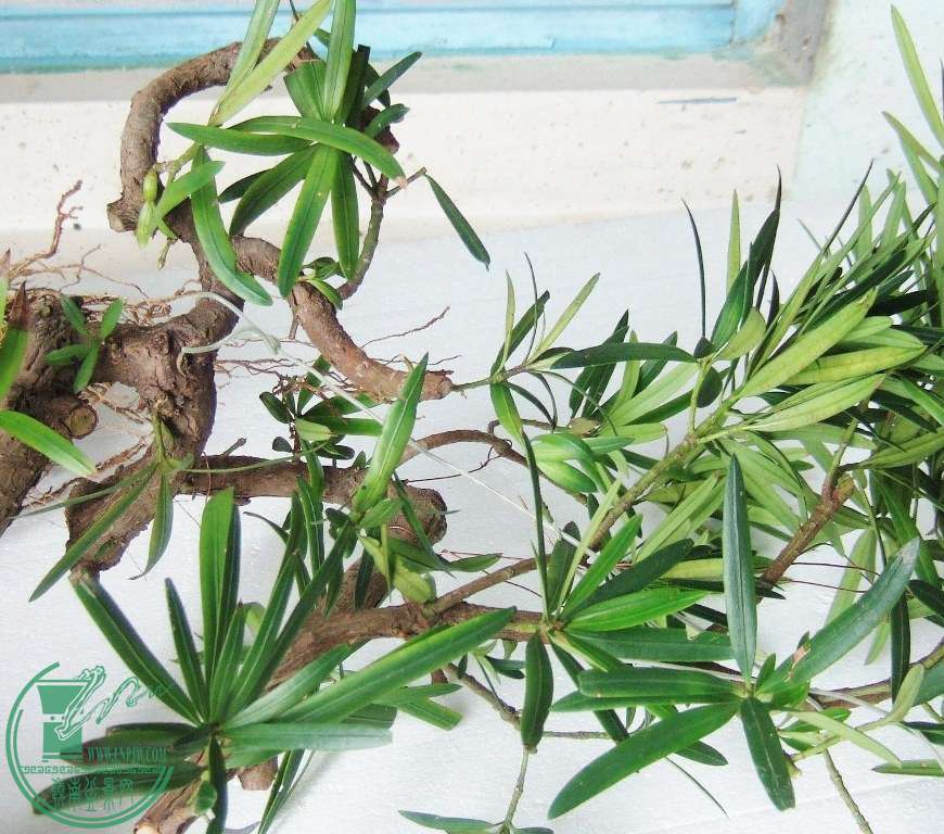 DSCF6776.JPG