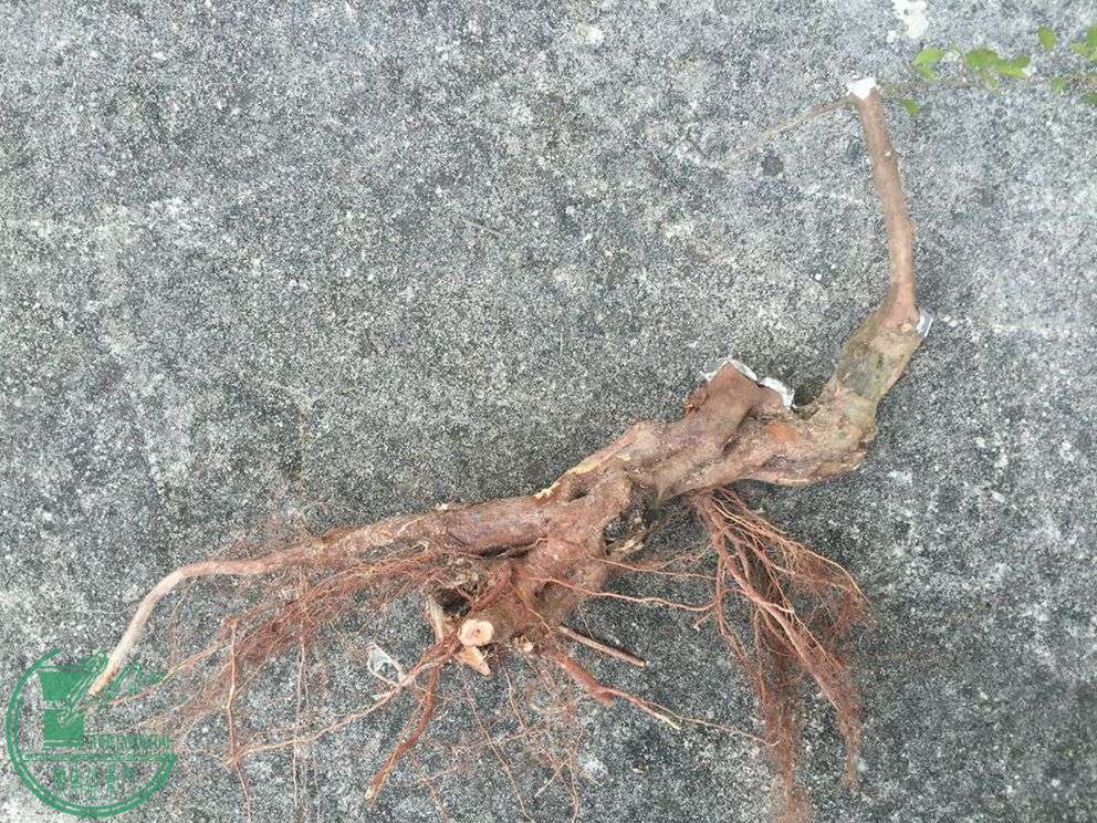 ͷϸ