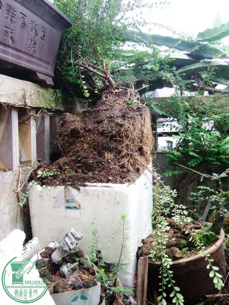 DSCF6112.JPG