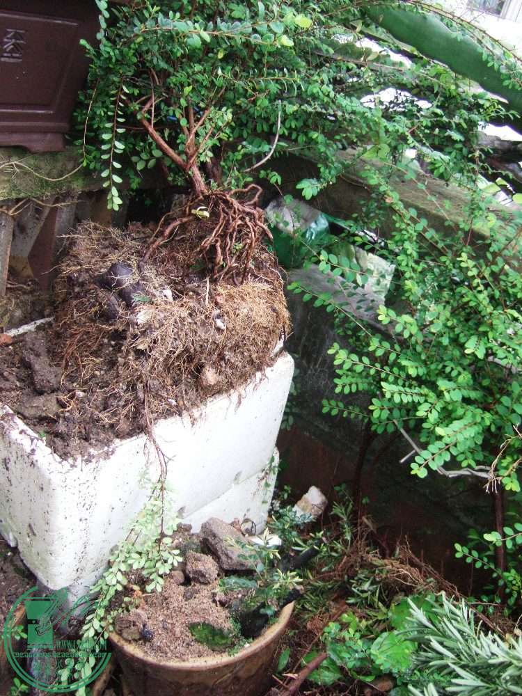 DSCF6115.JPG