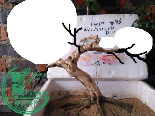 174022k8d8862ghq5vj6hv.jpg.thumb (2).jpg