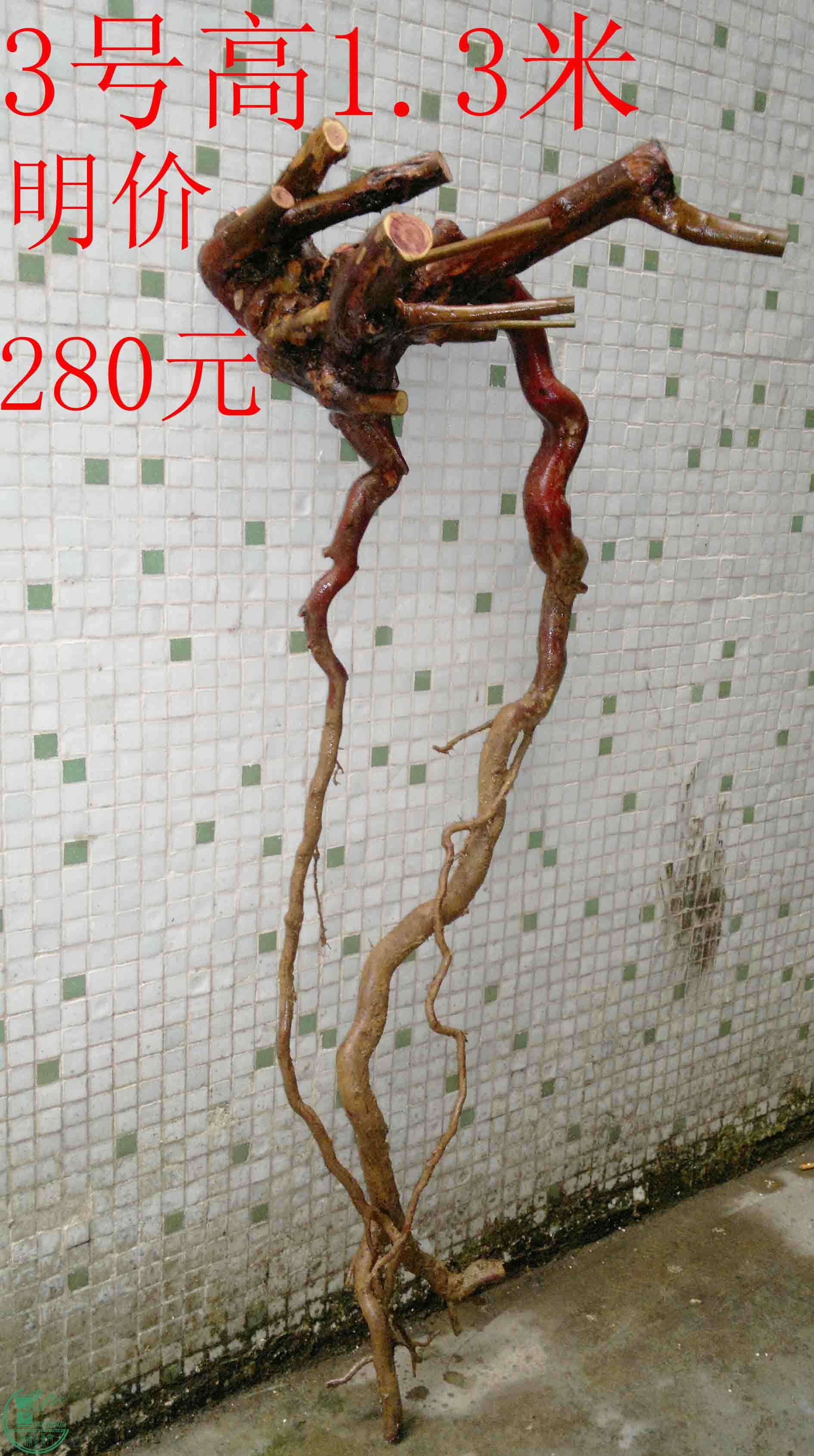 201601309164.jpg
