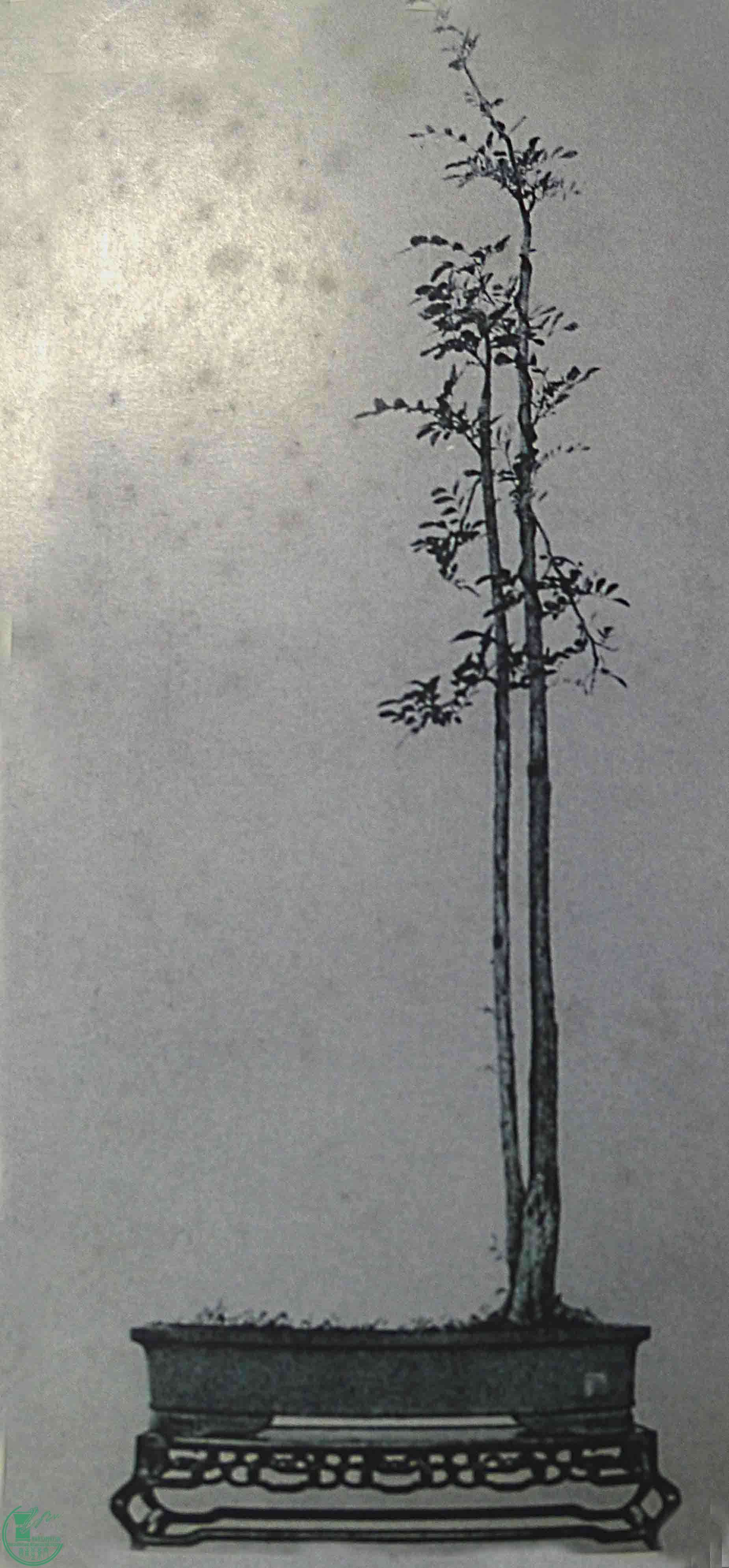 ``-P1070263.JPG