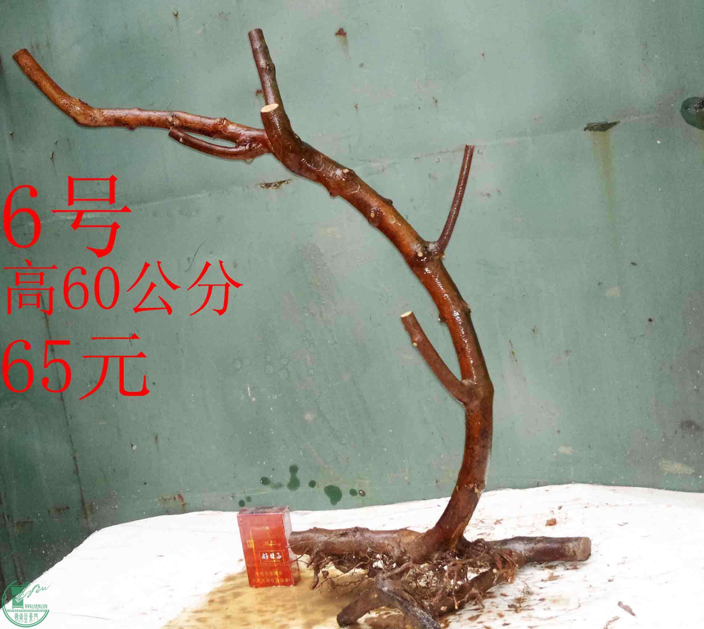 201602029535.jpg