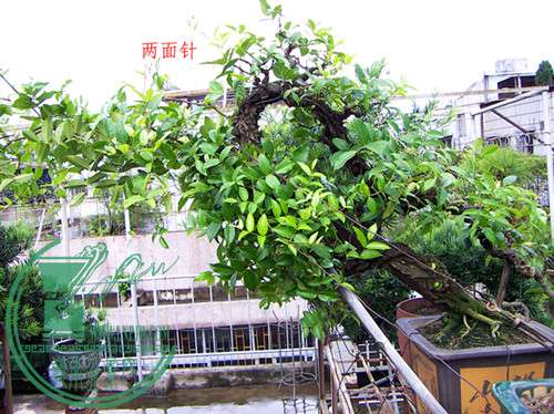PICT0168.jpg