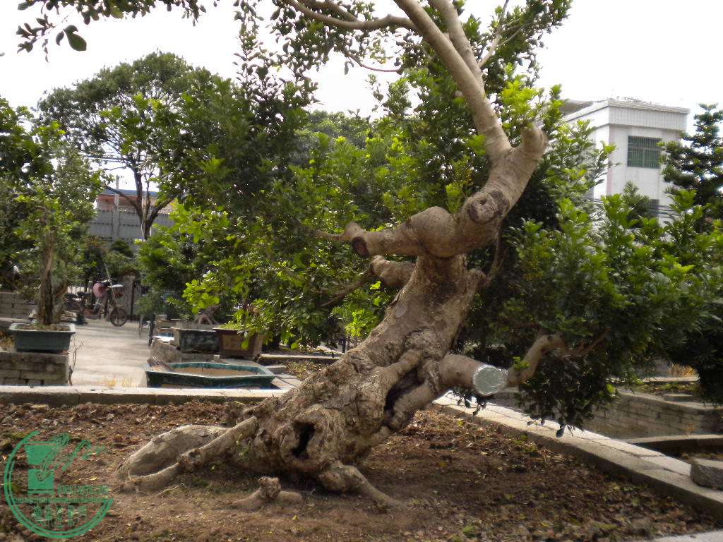 DSCN8141.JPG
