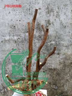 P60213-180750_.jpg