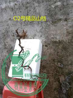 P60213-180212_.jpg