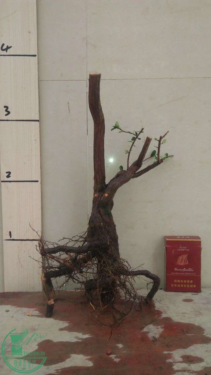 QQͼƬ20160215191729.jpg