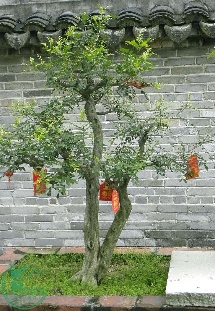 DSCN2970.jpg
