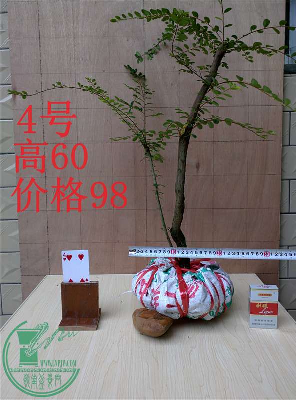 02.jpg