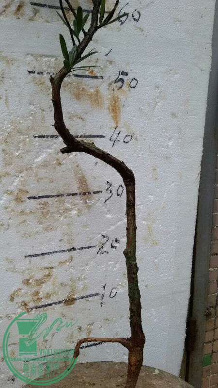 743421