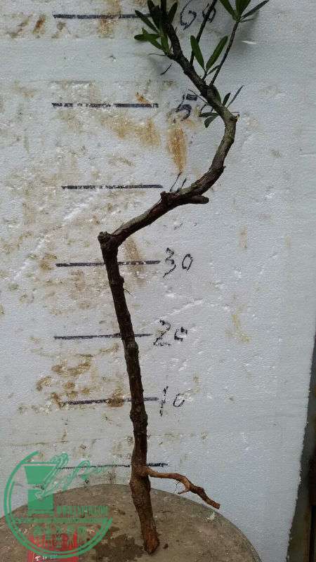 743422
