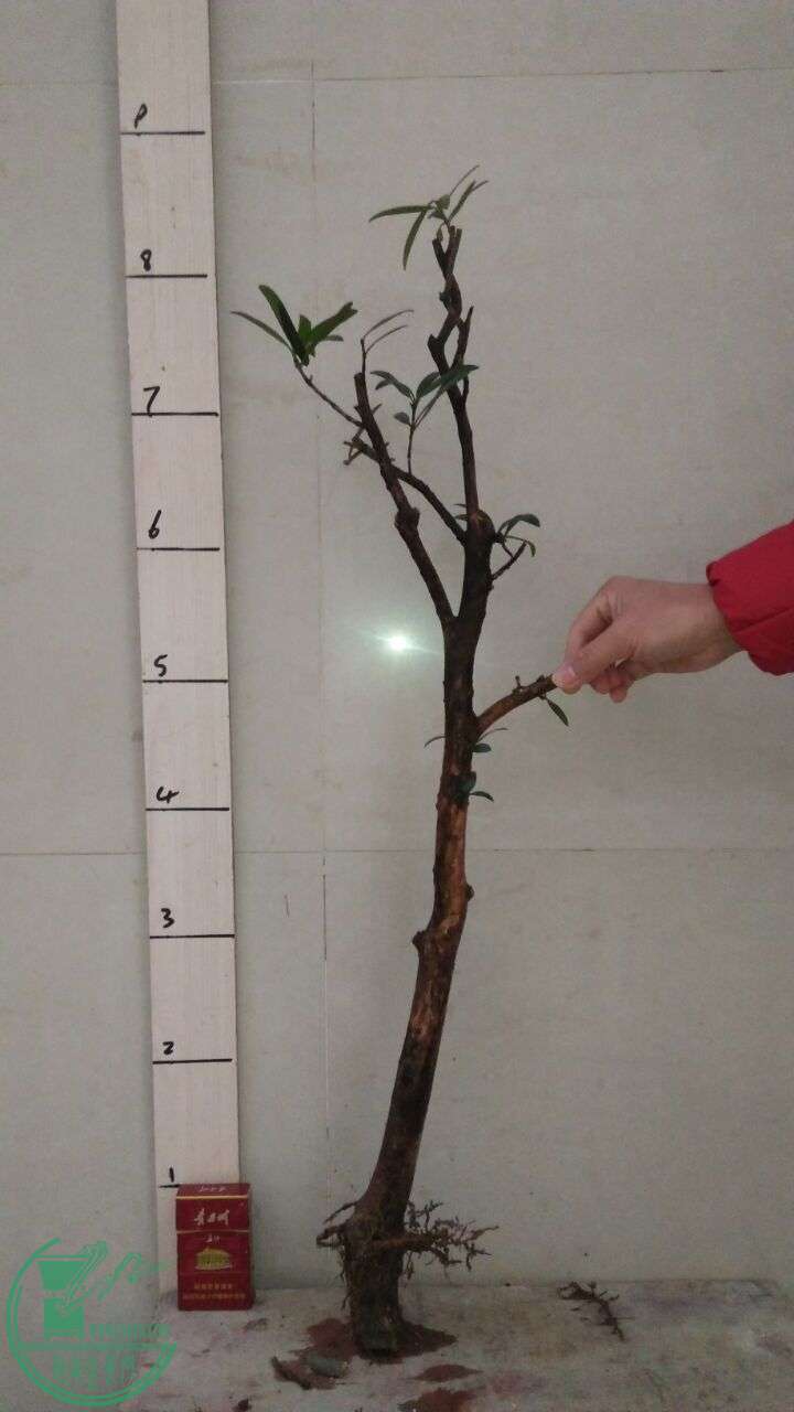 QQͼƬ20160217190810.jpg