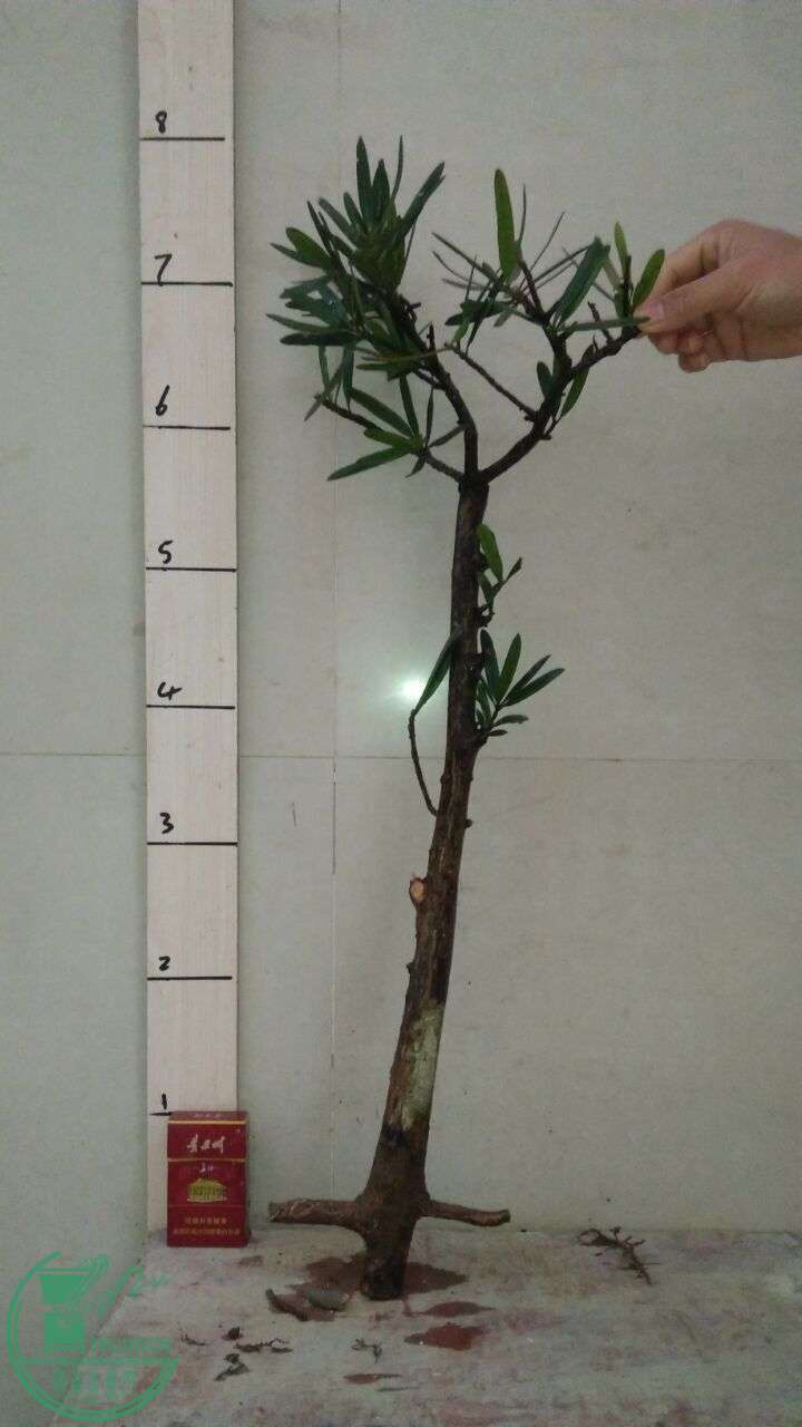 QQͼƬ20160217190753.jpg