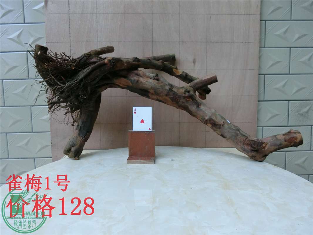 CIMG0243_.jpg