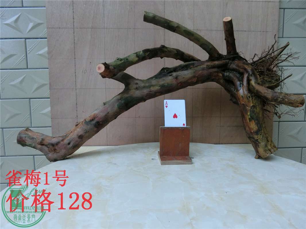 CIMG0245_.jpg