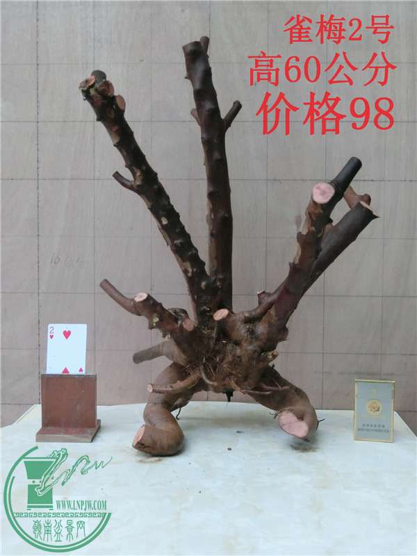 CIMG0222_.jpg