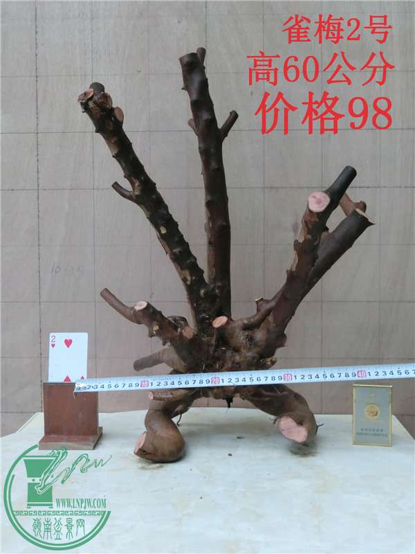 CIMG0223_.jpg