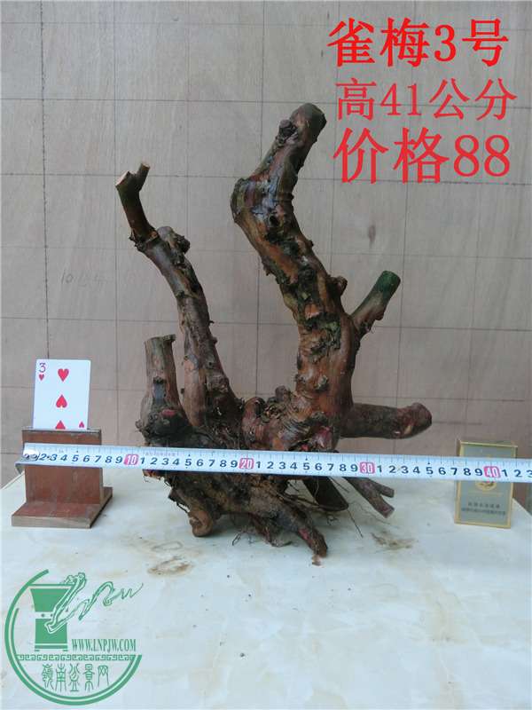 CIMG0229_.jpg