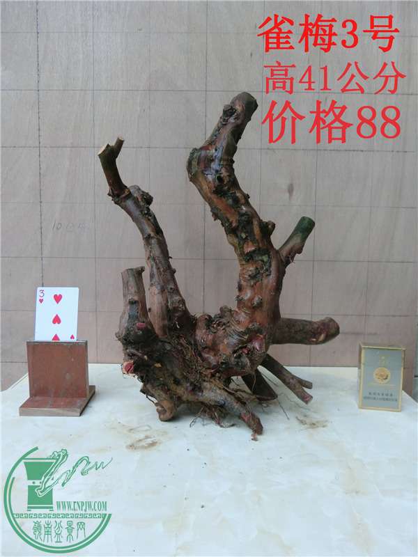 CIMG0228_.jpg