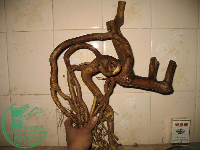 035.JPG