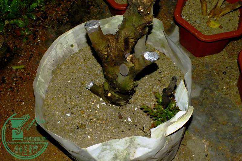 DSCF2673.JPG