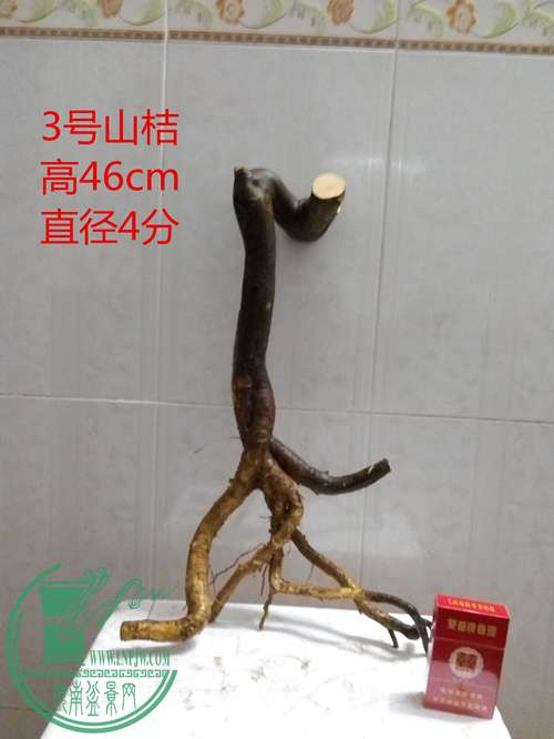 P60218-190514__.jpg