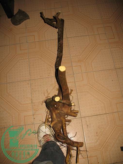 030.JPG