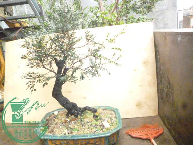 P1160290.JPG