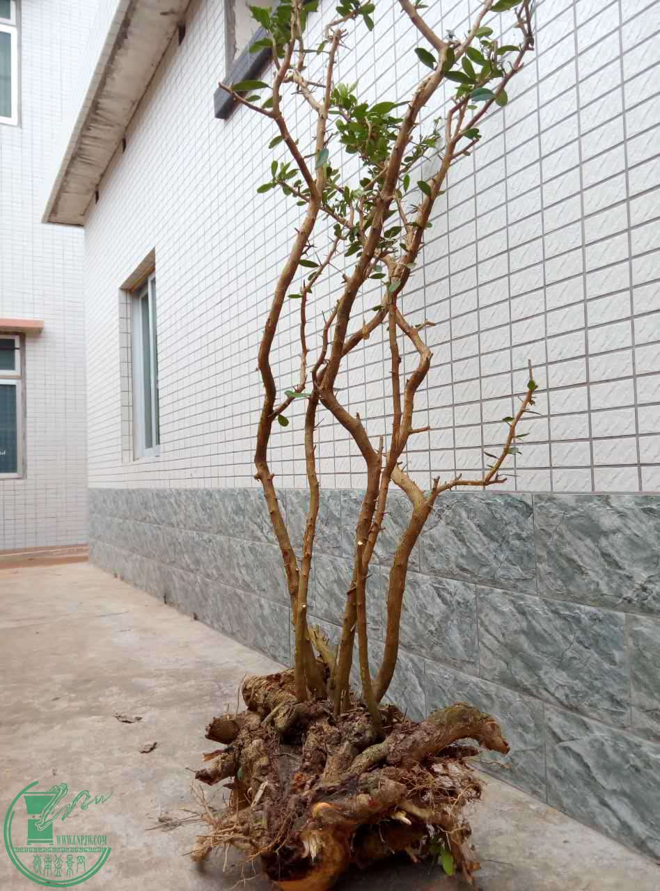 856.jpg