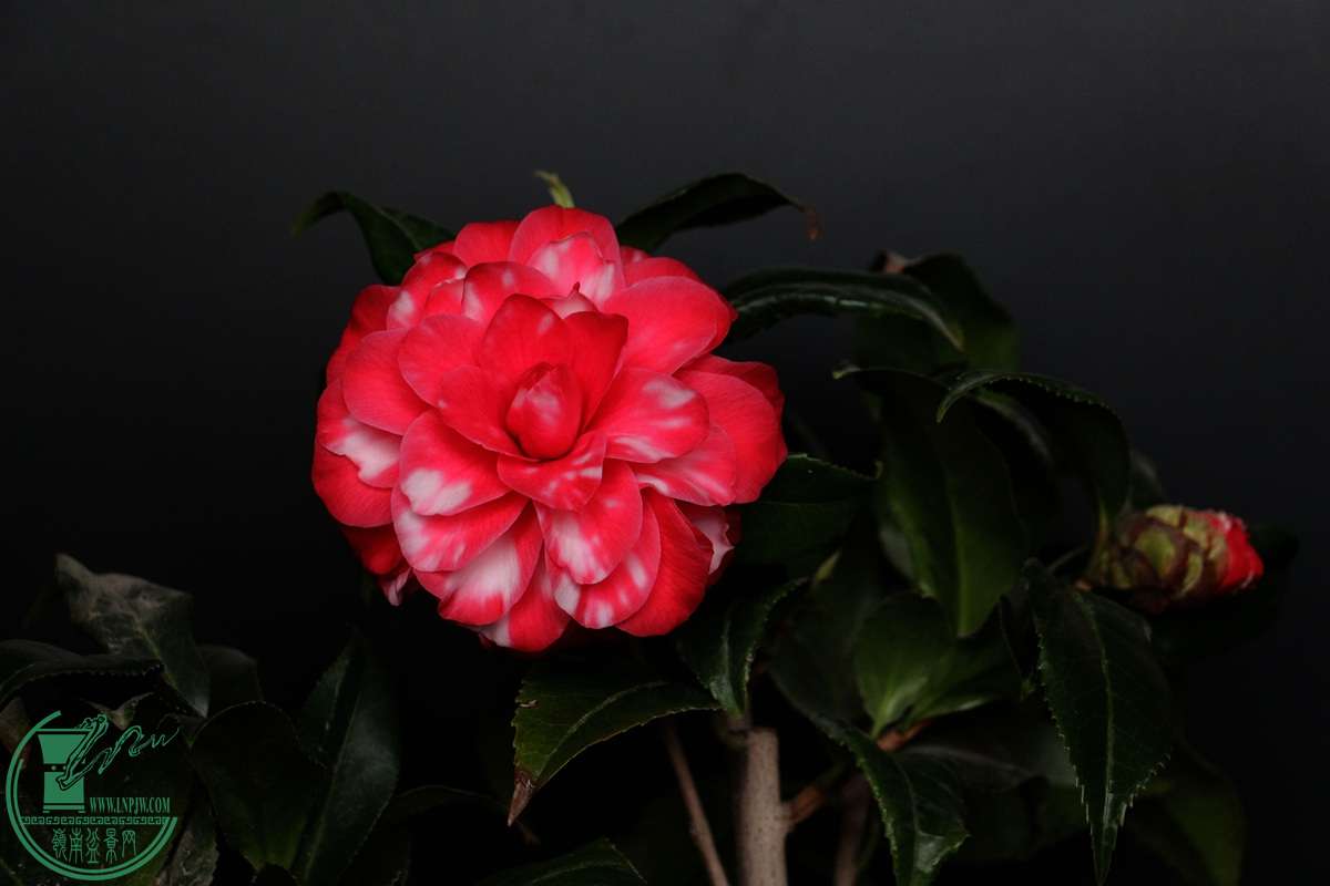 IMG_4530.JPG