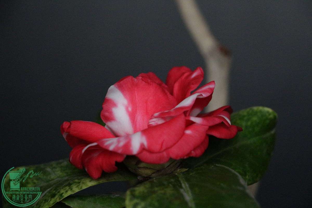 IMG_4570.JPG