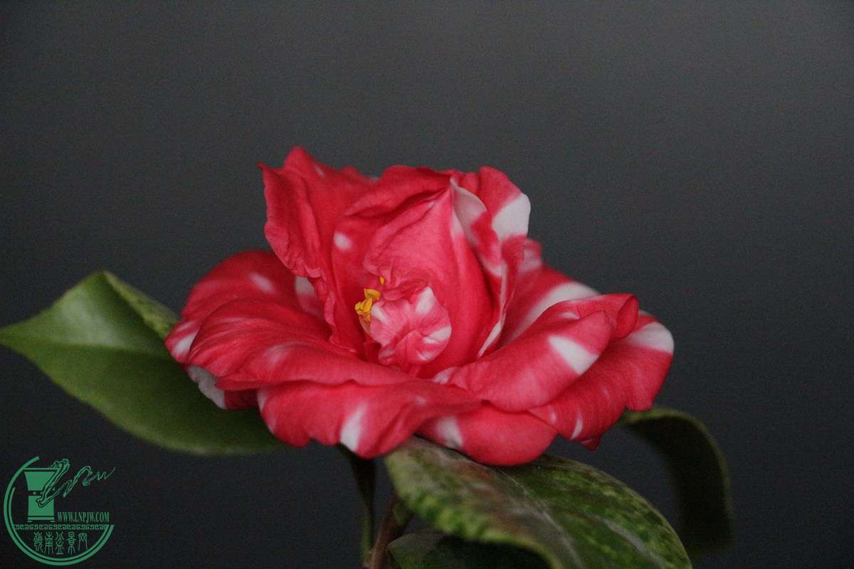 IMG_4572.JPG