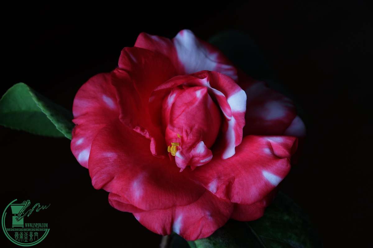 IMG_4594.JPG