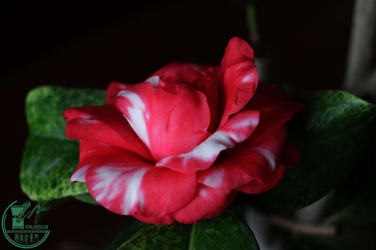 IMG_4597.JPG