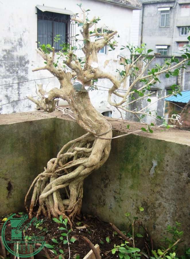 DSCF7216.JPG