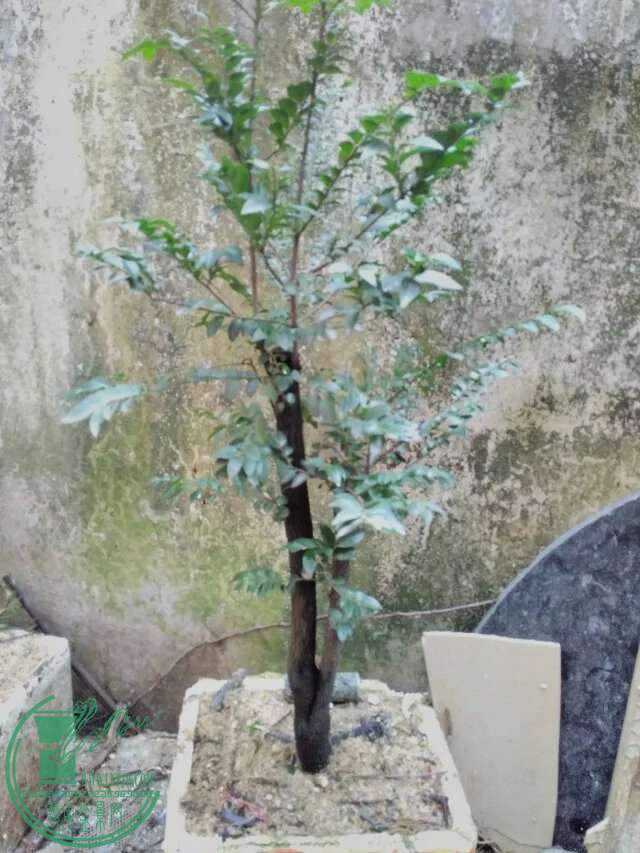 psb170.jpg