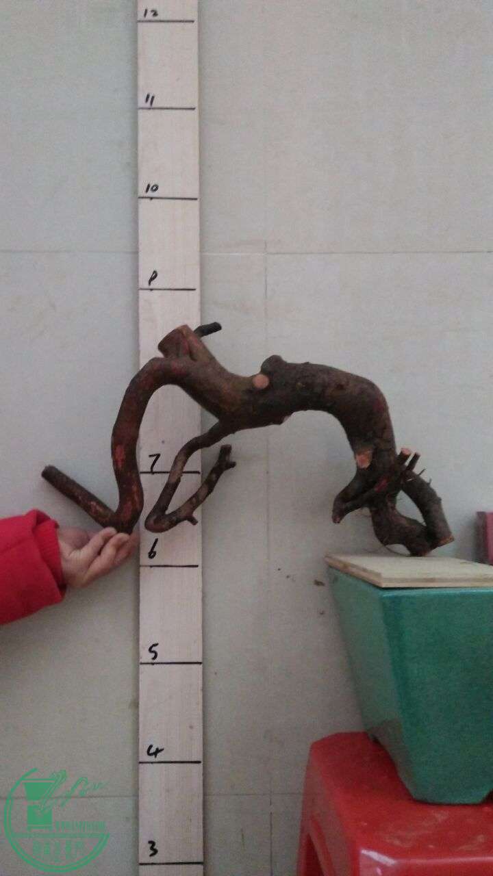QQͼƬ20160225194046.jpg