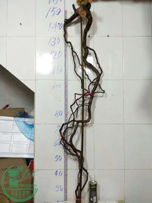 psb (9).jpg