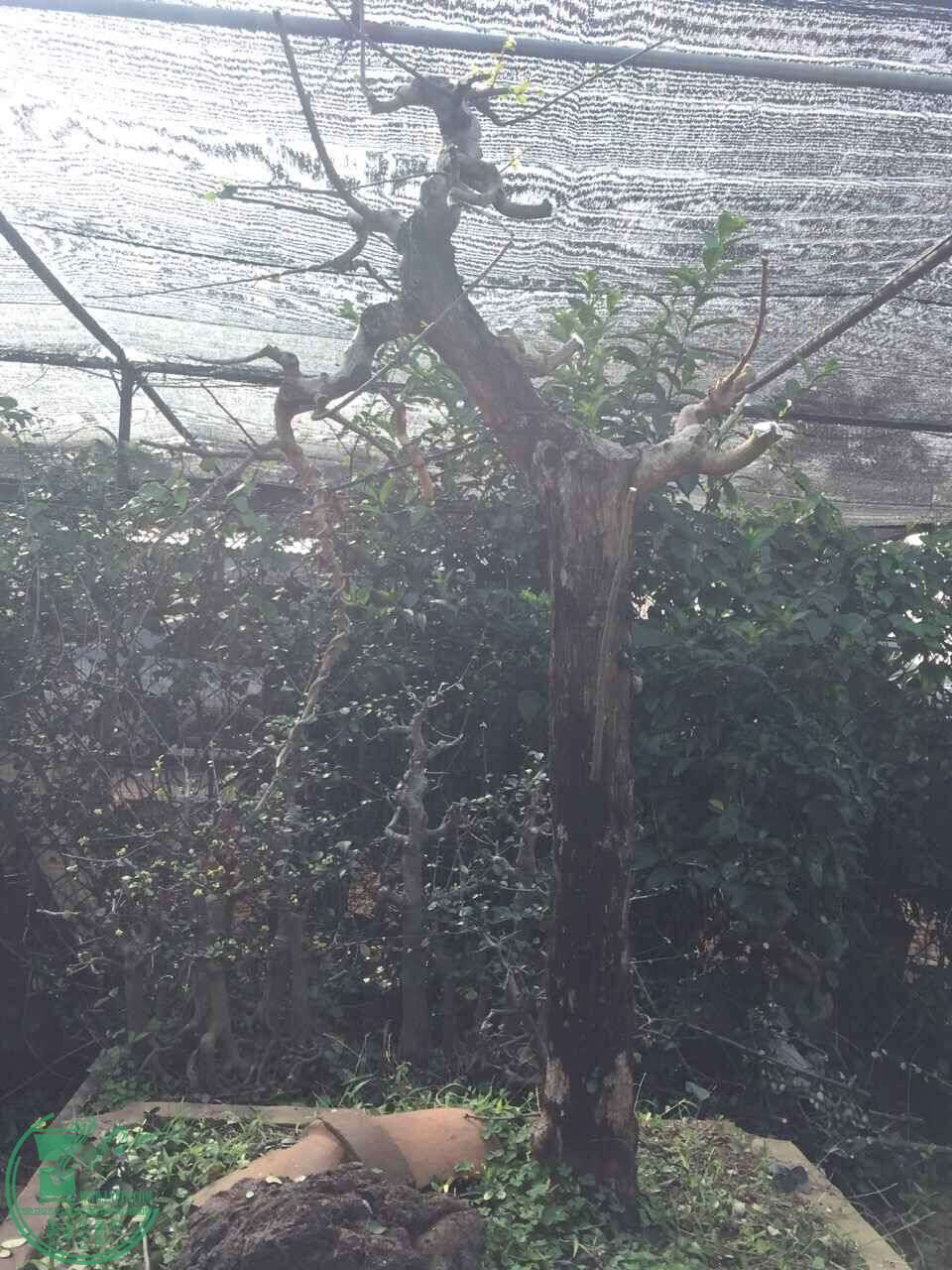 QQͼƬ20160301091536.jpg