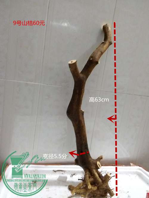 P60301-200343_.jpg