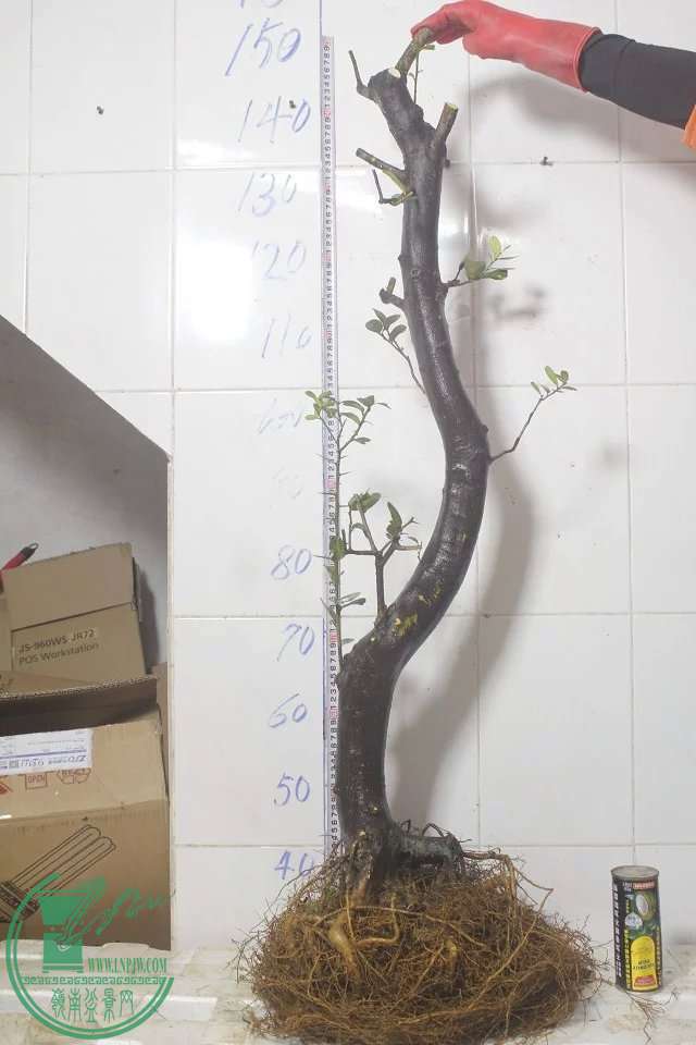 psb (31).jpg