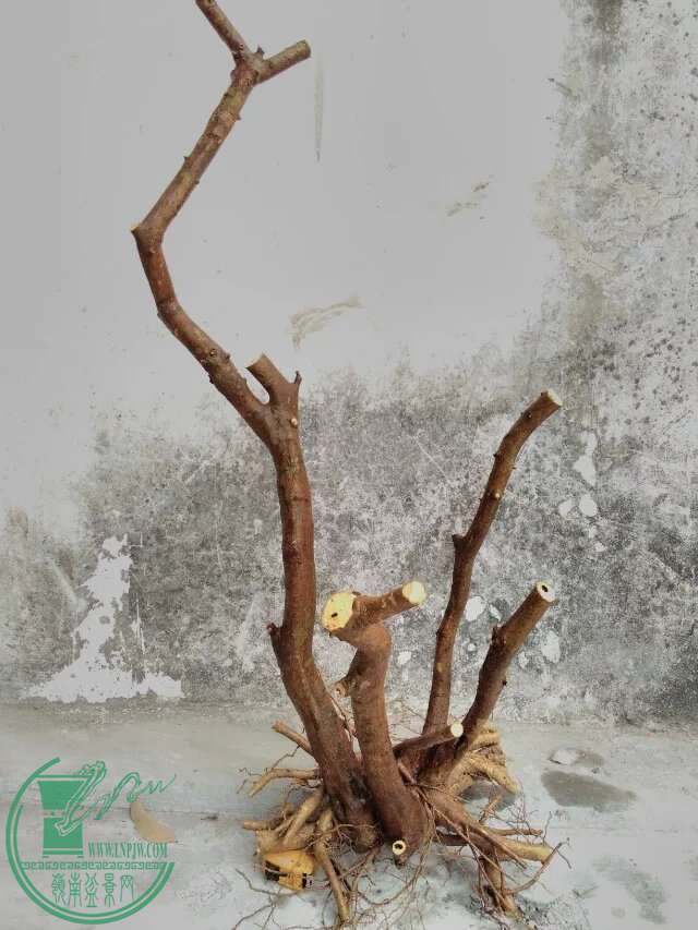 psb 68.jpg