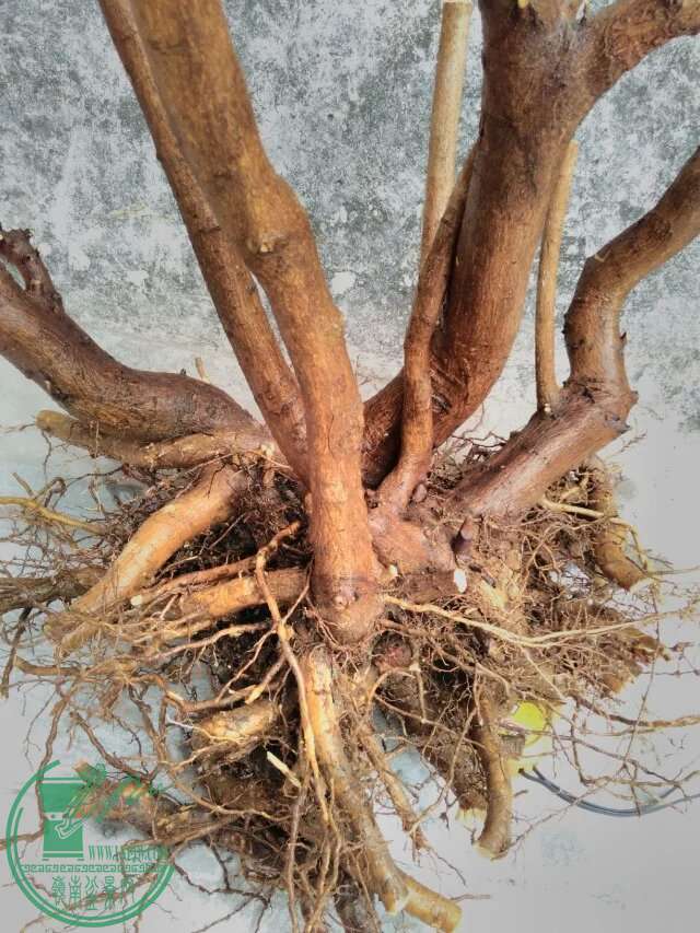 psb 60.jpg