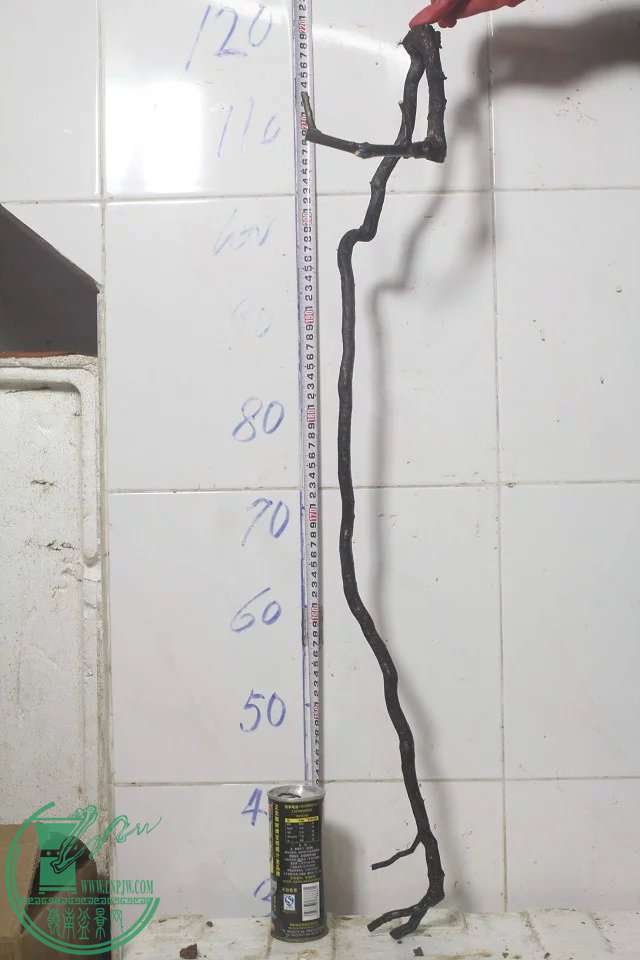 psb (20).jpg