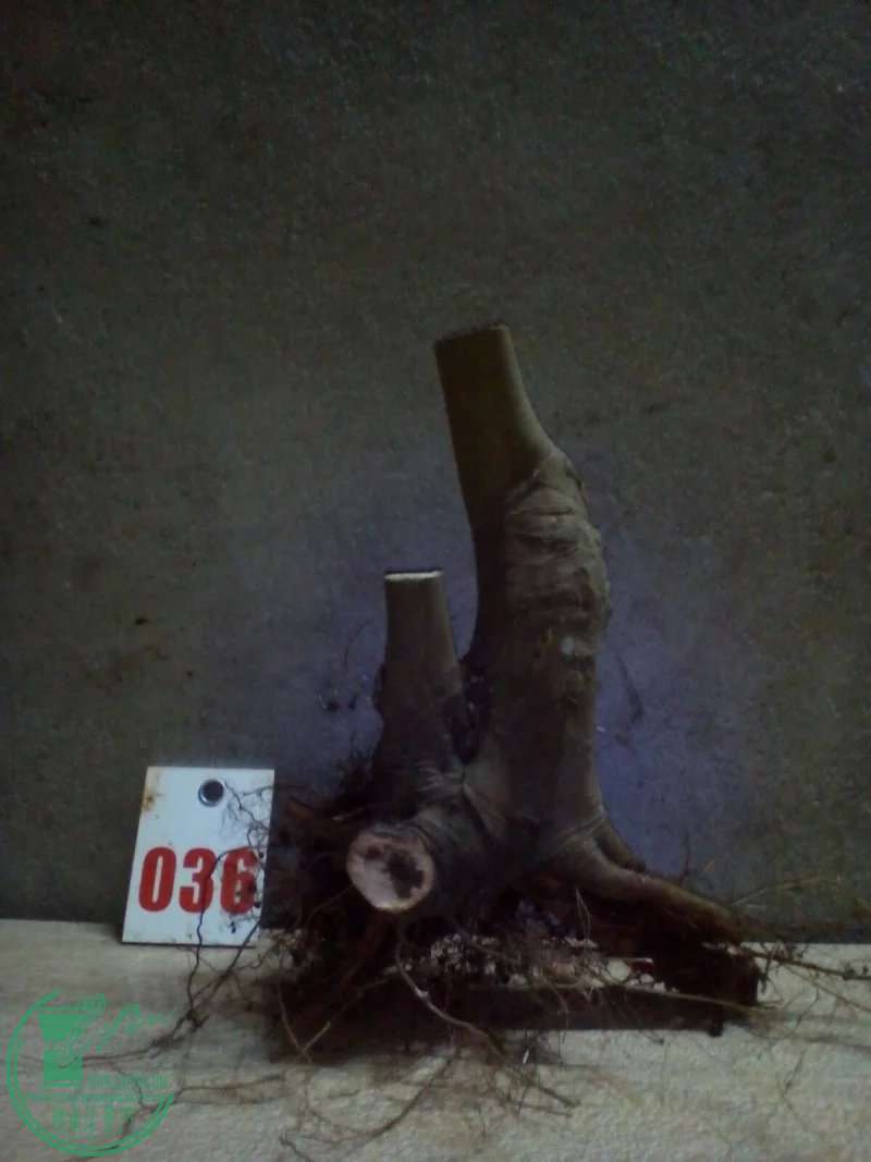 psb (35).jpg