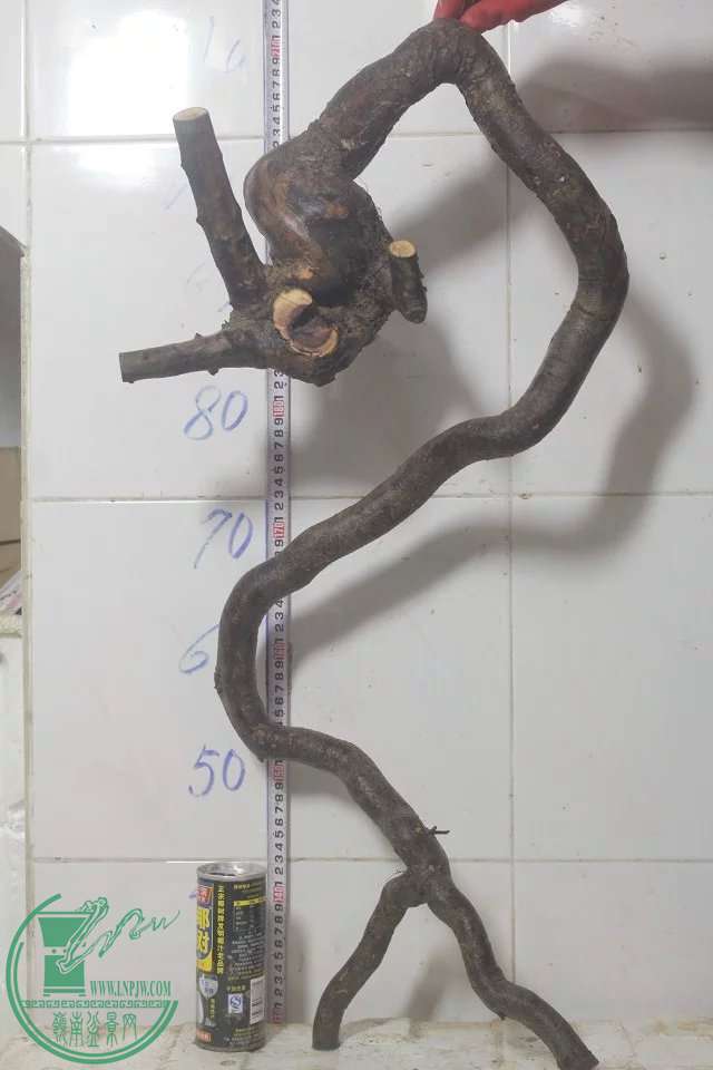 psb (20).jpg